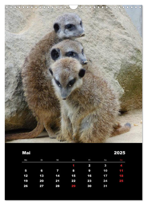 Erdmännchen (CALVENDO Wandkalender 2025)