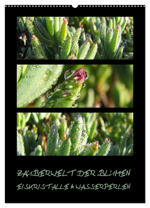 ZAUBERWELT DER BLUMEN - EISKRISTALLE & WASSERPERLEN (CALVENDO Wandkalender 2025)