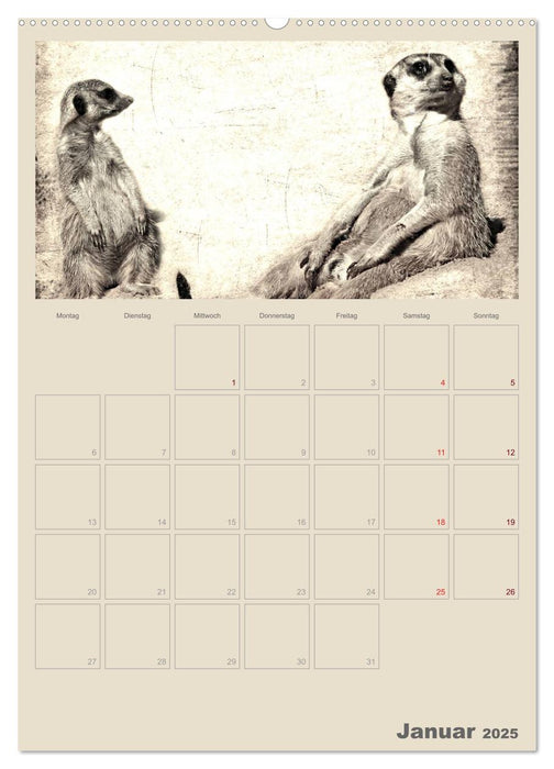 Lustige Erdmännchen (CALVENDO Wandkalender 2025)