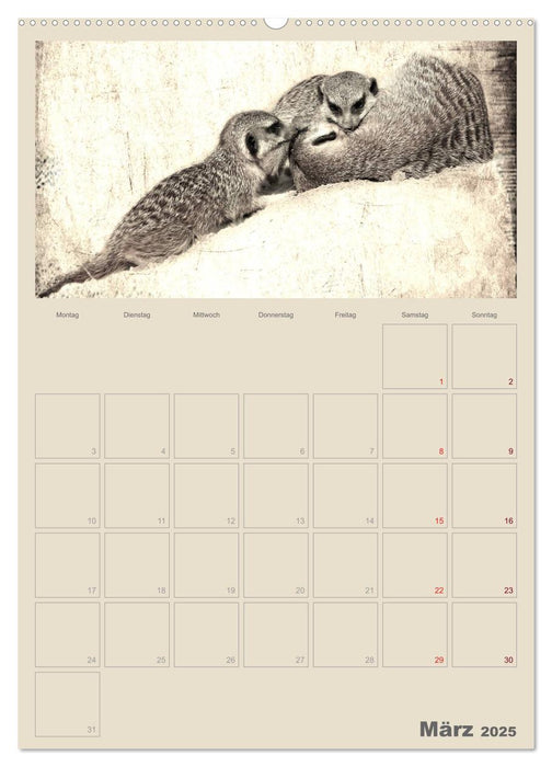 Lustige Erdmännchen (CALVENDO Wandkalender 2025)