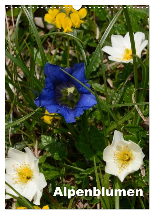 Alpenblumen (CALVENDO Wandkalender 2025)