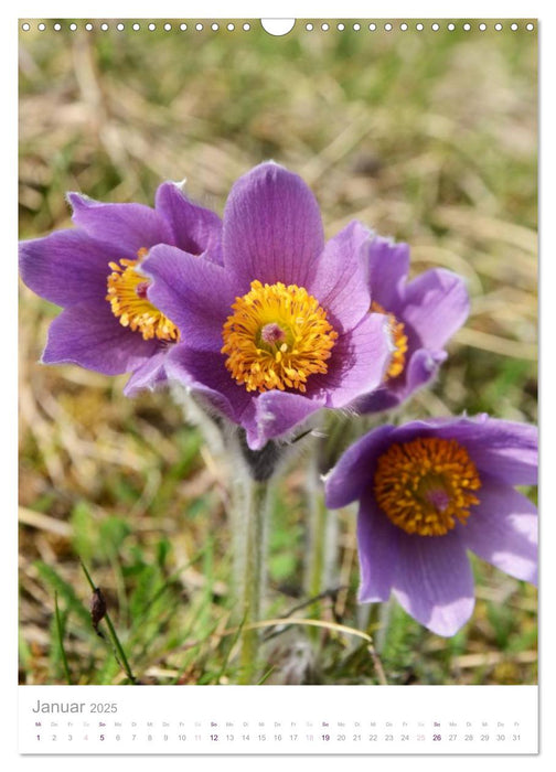 Alpenblumen (CALVENDO Wandkalender 2025)