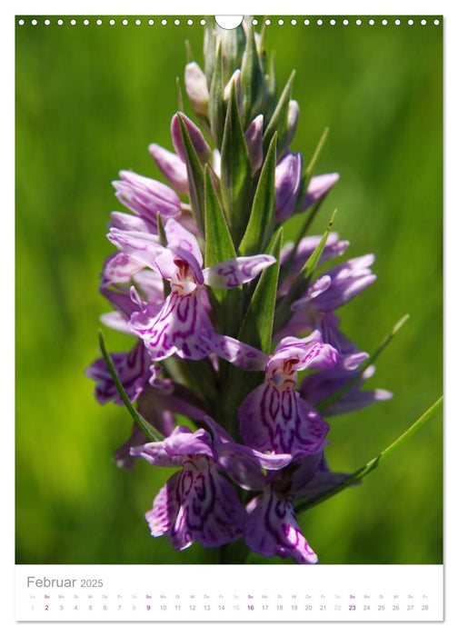 Alpenblumen (CALVENDO Wandkalender 2025)