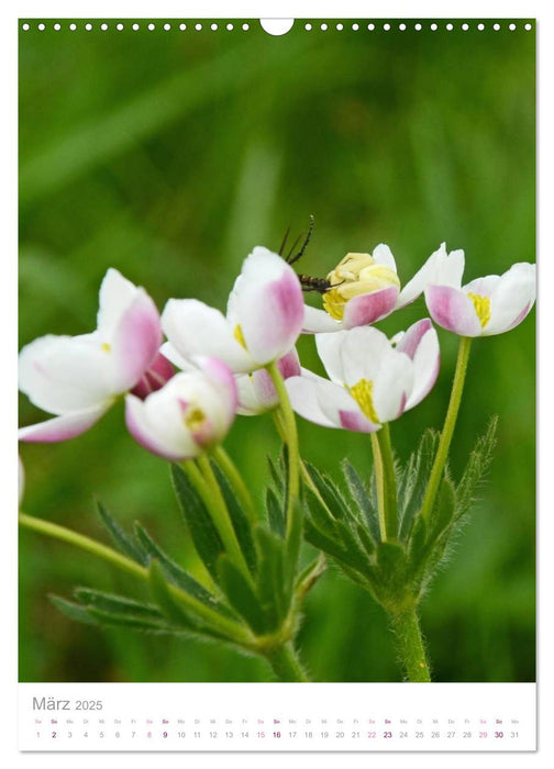 Alpenblumen (CALVENDO Wandkalender 2025)