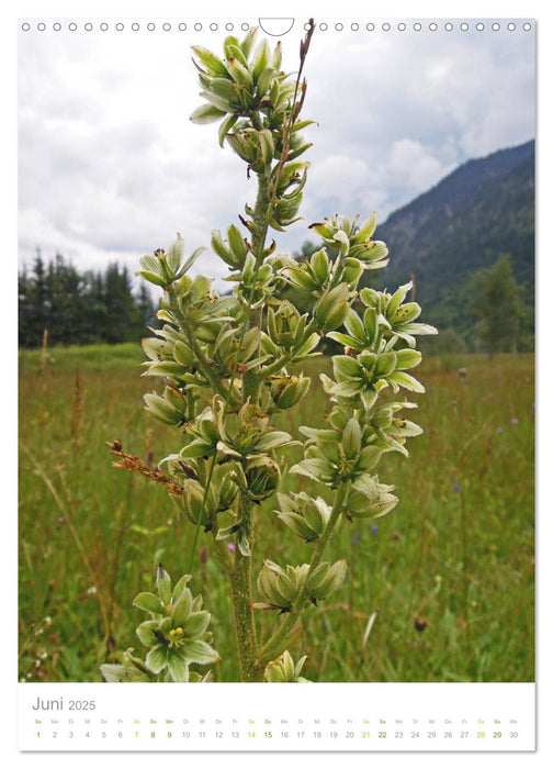 Alpenblumen (CALVENDO Wandkalender 2025)