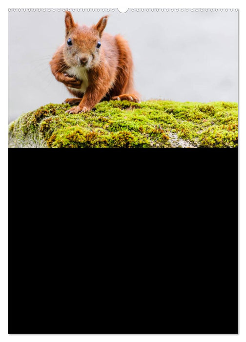 Eichhörnchen Planer 2025 (CALVENDO Premium Wandkalender 2025)