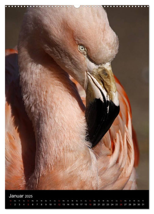 Flamingos - Eleganz in Rot und Rosa (CALVENDO Premium Wandkalender 2025)