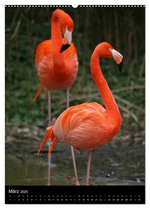 Flamingos - Eleganz in Rot und Rosa (CALVENDO Premium Wandkalender 2025)