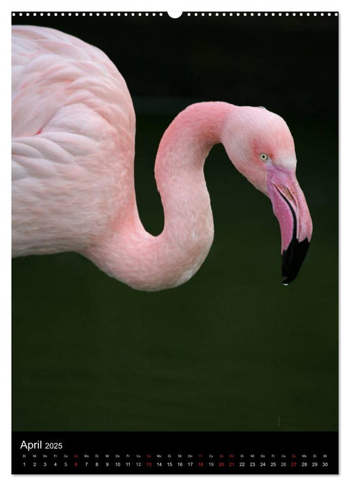 Flamingos - Eleganz in Rot und Rosa (CALVENDO Premium Wandkalender 2025)
