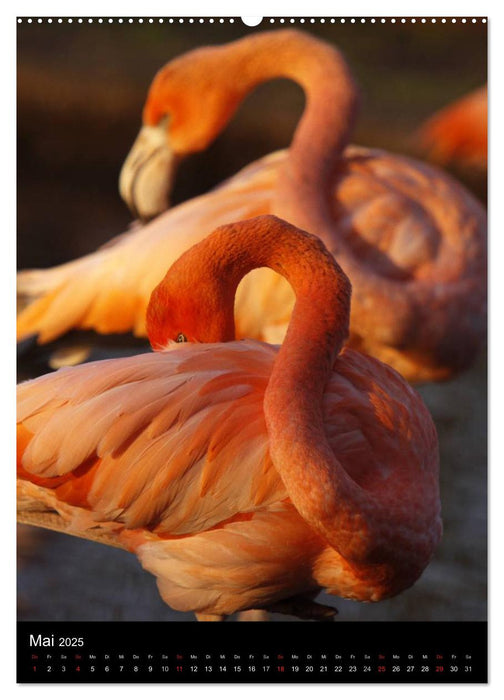 Flamingos - Eleganz in Rot und Rosa (CALVENDO Premium Wandkalender 2025)