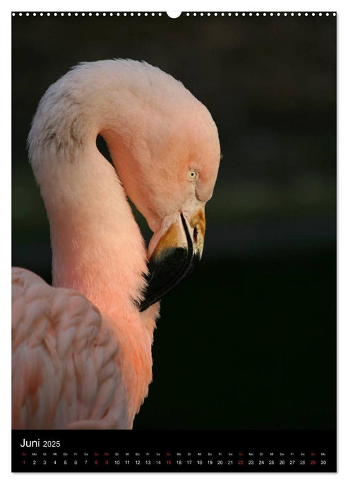 Flamingos - Eleganz in Rot und Rosa (CALVENDO Premium Wandkalender 2025)