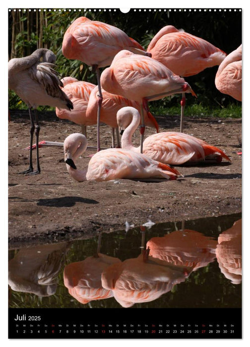 Flamingos - Eleganz in Rot und Rosa (CALVENDO Premium Wandkalender 2025)