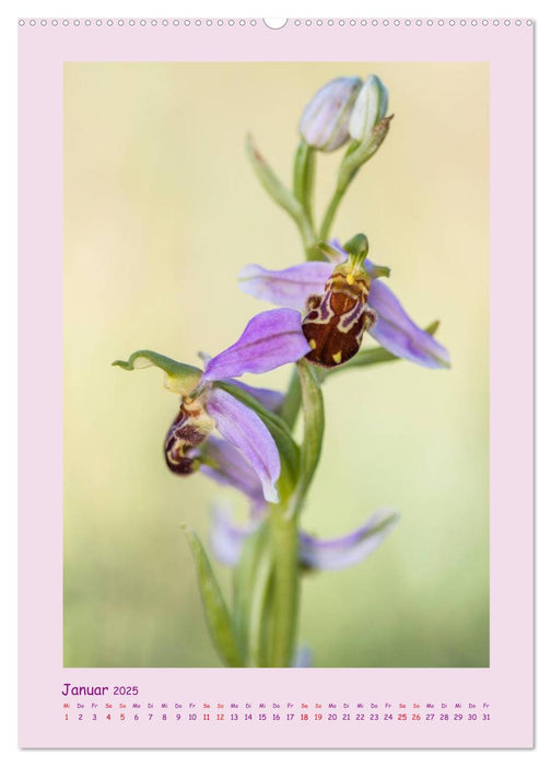 wilde Orchideen in Deutschland (CALVENDO Wandkalender 2025)