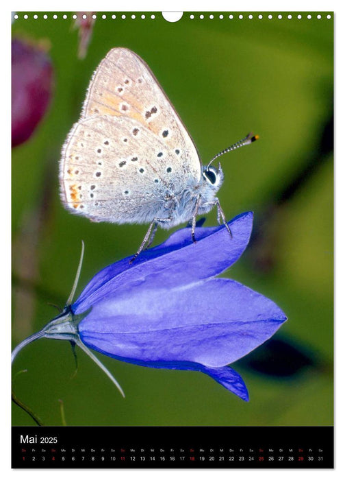 Schmetterlilnge und Blumen (CALVENDO Wandkalender 2025)