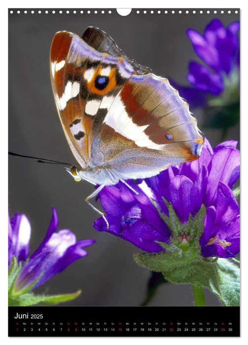 Schmetterlilnge und Blumen (CALVENDO Wandkalender 2025)