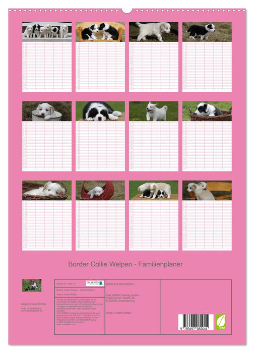 Border Collie Welpen - Familienplaner (CALVENDO Premium Wandkalender 2025)