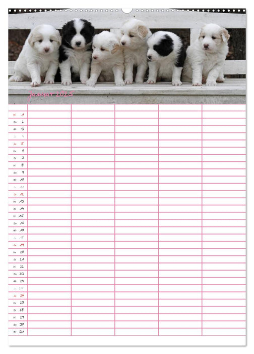 Border Collie Welpen - Familienplaner (CALVENDO Premium Wandkalender 2025)