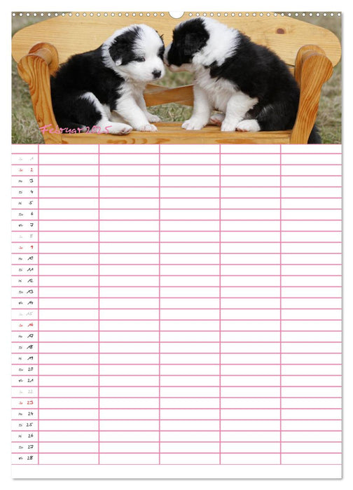 Border Collie Welpen - Familienplaner (CALVENDO Premium Wandkalender 2025)