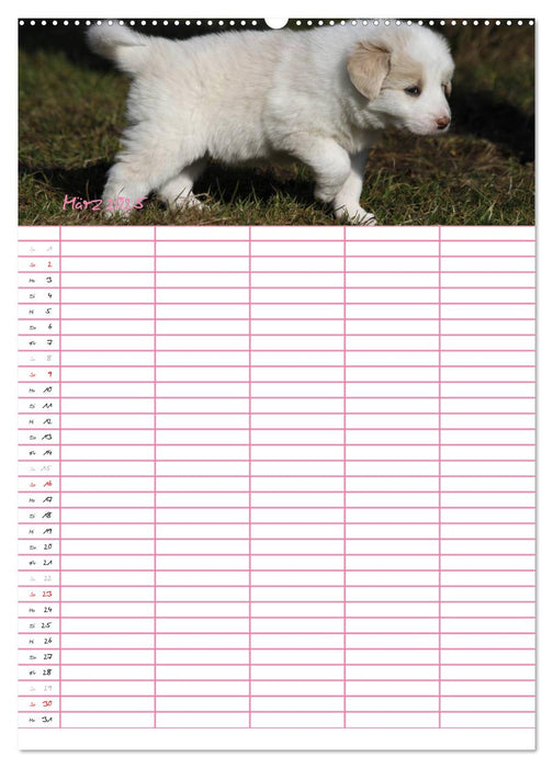 Border Collie Welpen - Familienplaner (CALVENDO Premium Wandkalender 2025)