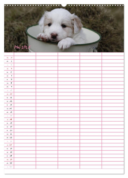 Border Collie Welpen - Familienplaner (CALVENDO Premium Wandkalender 2025)