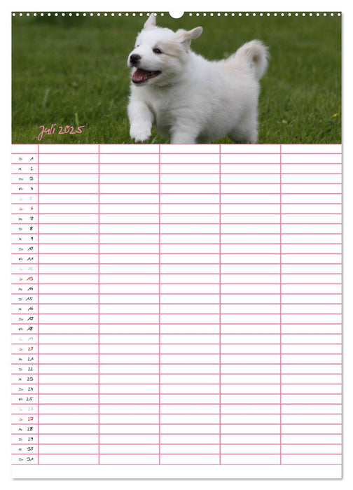 Border Collie Welpen - Familienplaner (CALVENDO Premium Wandkalender 2025)