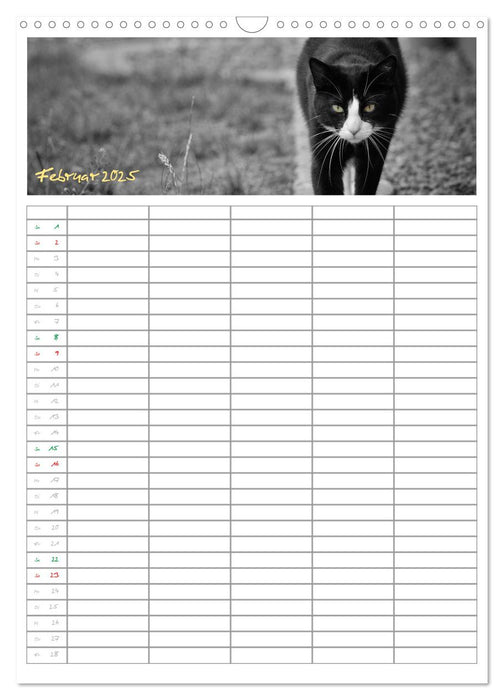 Miezekatzen Planungskalender (CALVENDO Wandkalender 2025)