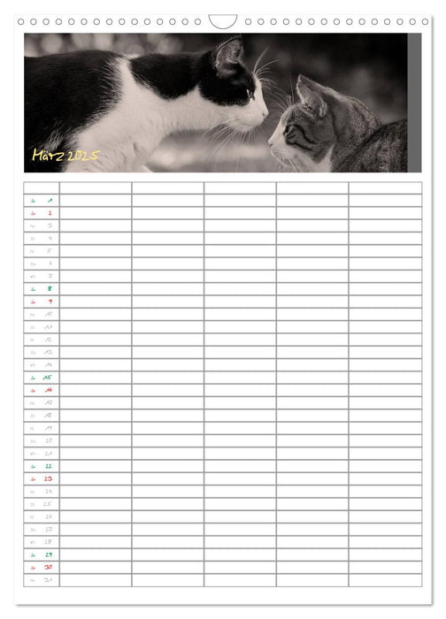 Miezekatzen Planungskalender (CALVENDO Wandkalender 2025)