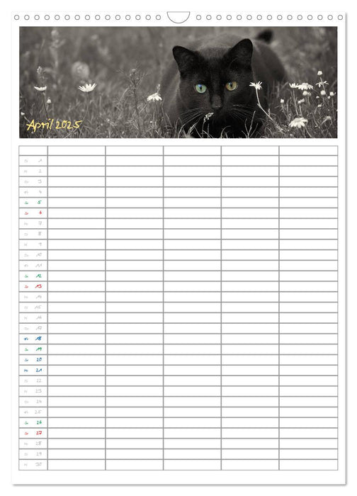 Miezekatzen Planungskalender (CALVENDO Wandkalender 2025)