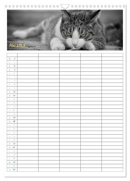 Miezekatzen Planungskalender (CALVENDO Wandkalender 2025)