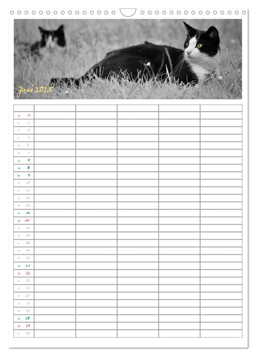 Miezekatzen Planungskalender (CALVENDO Wandkalender 2025)