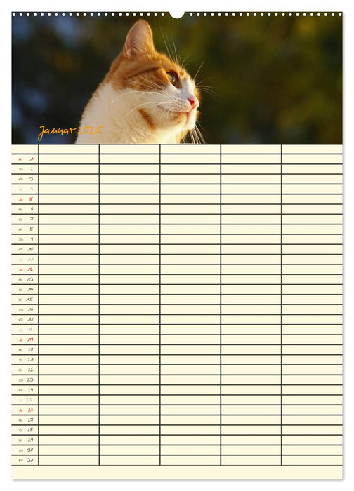 Familienplaner Katzen (CALVENDO Premium Wandkalender 2025)