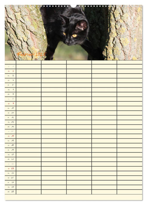 Familienplaner Katzen (CALVENDO Premium Wandkalender 2025)