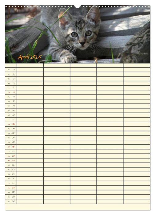 Familienplaner Katzen (CALVENDO Premium Wandkalender 2025)