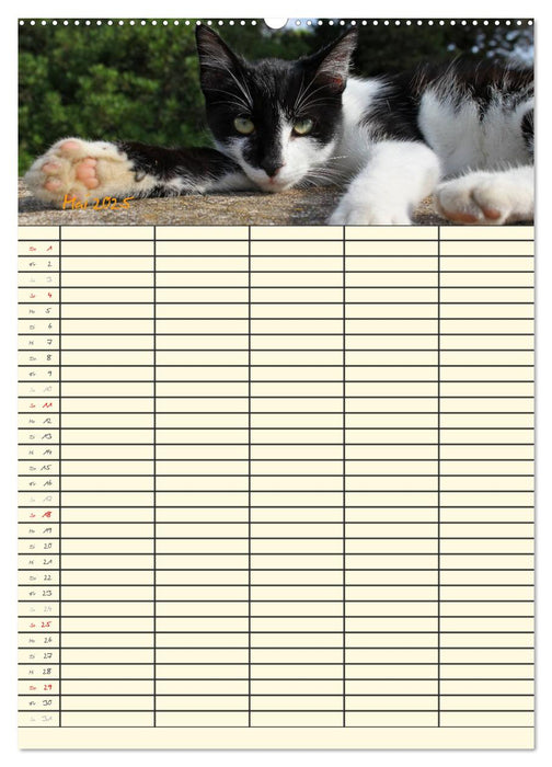 Familienplaner Katzen (CALVENDO Premium Wandkalender 2025)