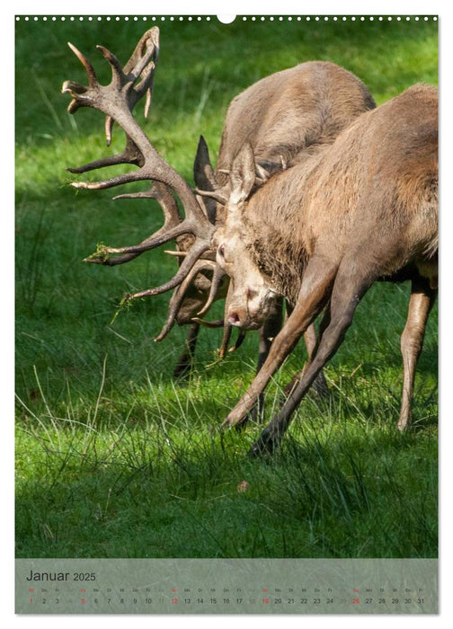 Emotionale Momente: Hirschbrunft (CALVENDO Premium Wandkalender 2025)