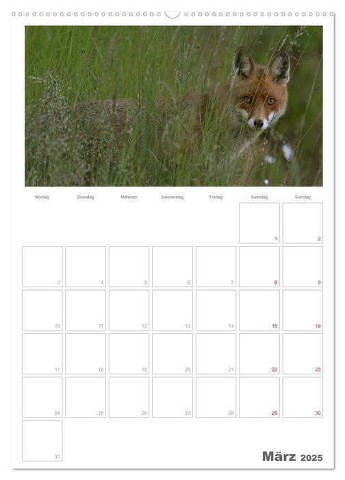 Rehe & Co / Planer (CALVENDO Premium Wandkalender 2025)