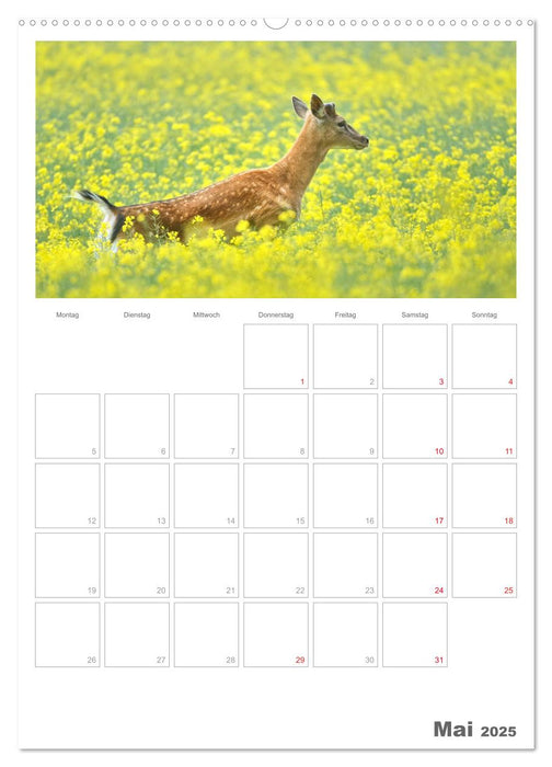 Rehe & Co / Planer (CALVENDO Premium Wandkalender 2025)