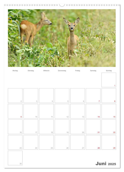 Rehe & Co / Planer (CALVENDO Premium Wandkalender 2025)