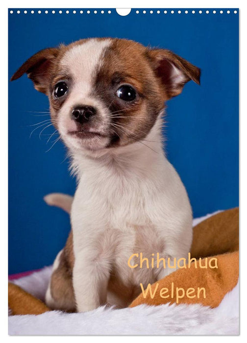 Chihuahua Welpen (CALVENDO Wandkalender 2025)