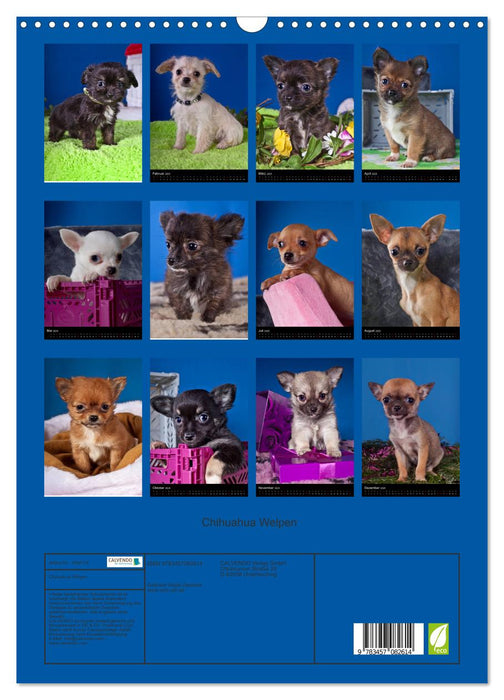 Chihuahua Welpen (CALVENDO Wandkalender 2025)