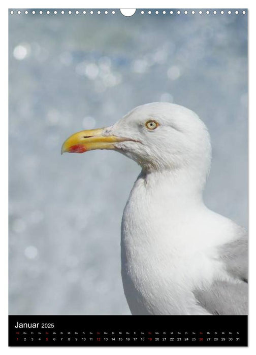 Helgoland in der Nordsee (CALVENDO Wandkalender 2025)