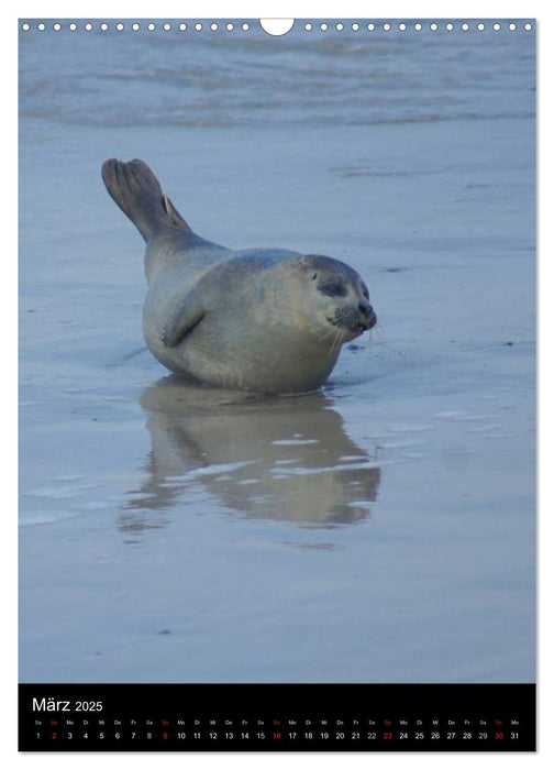 Helgoland in der Nordsee (CALVENDO Wandkalender 2025)