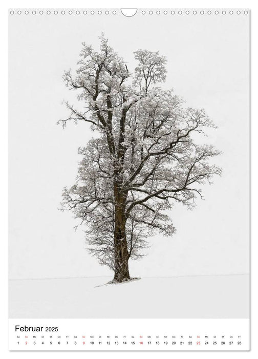 Bäume (CALVENDO Wandkalender 2025)