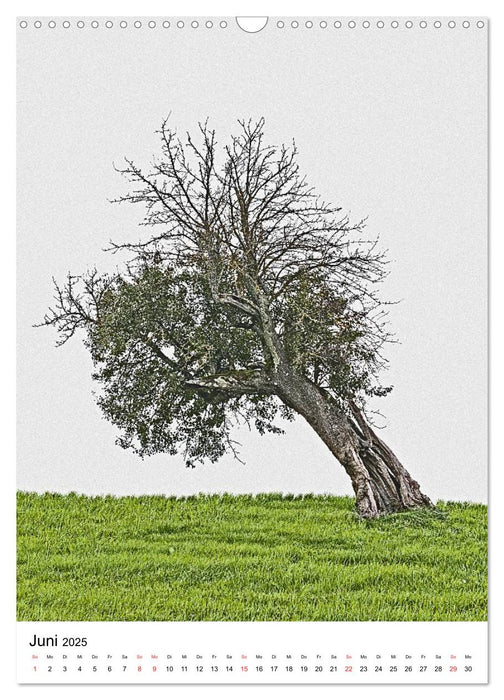 Bäume (CALVENDO Wandkalender 2025)