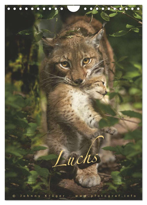 Luchs (CALVENDO Wandkalender 2025)