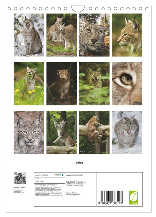 Luchs (CALVENDO Wandkalender 2025)