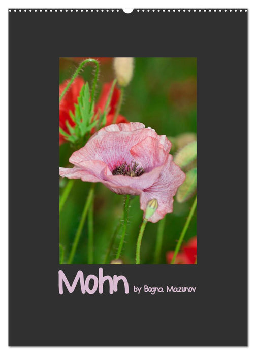 Mohn (CALVENDO Wandkalender 2025)