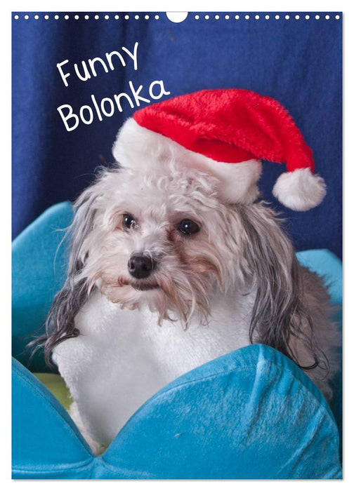 Funny Bolonka (CALVENDO Wandkalender 2025)