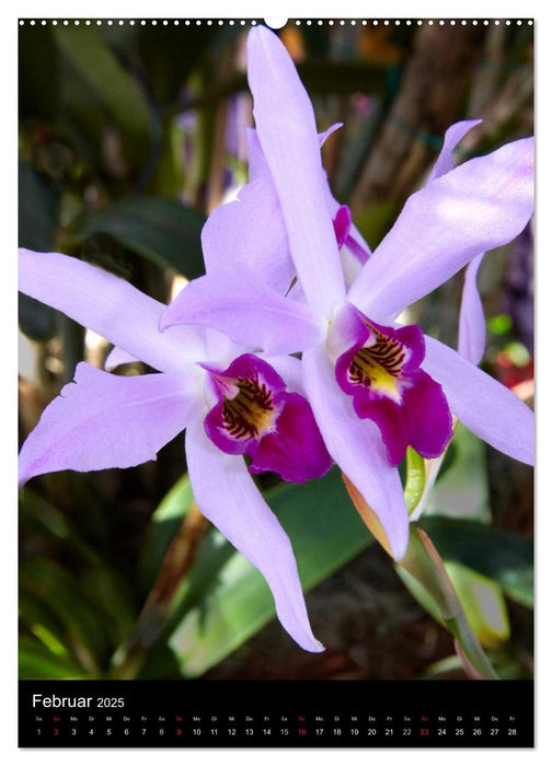 Faszination Orchideen (CALVENDO Wandkalender 2025)