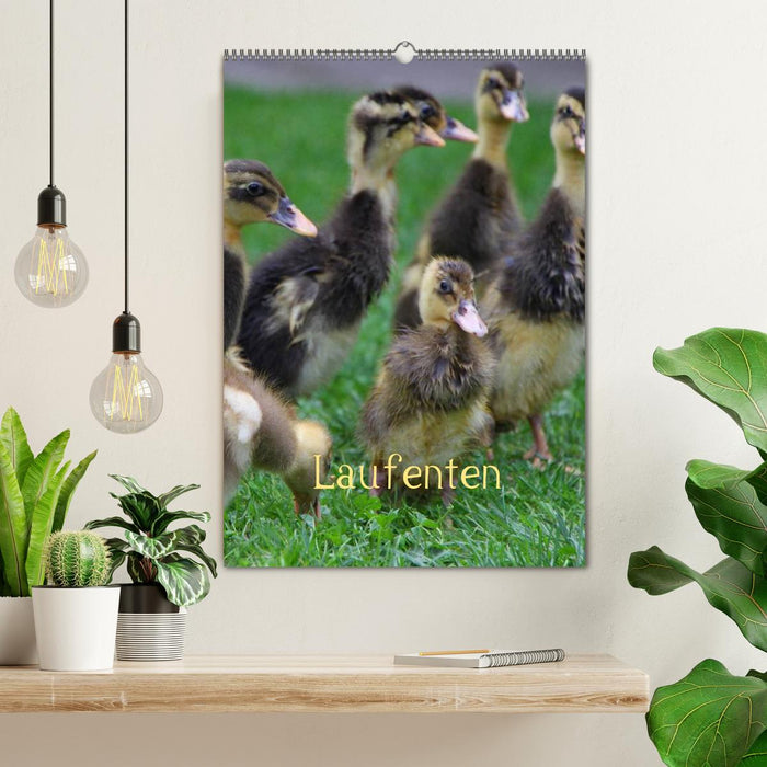 Laufenten (CALVENDO Wandkalender 2025)